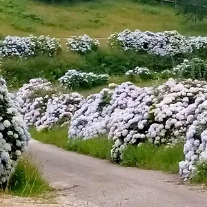 Casa Habanerin As Figueiras (Asturias)